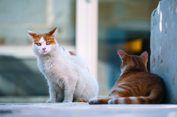 Registro, esterilización y control de la salud de los gatos callejeros